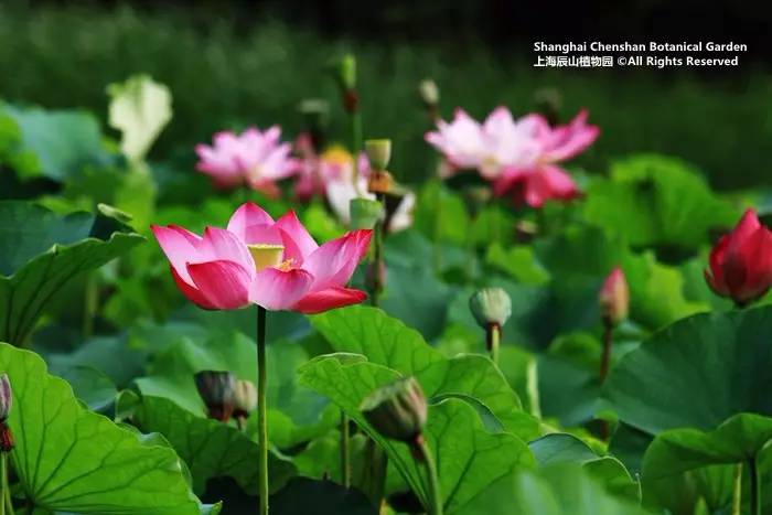  昂热青春攻击群全面开花，多点开花斩获关键三分